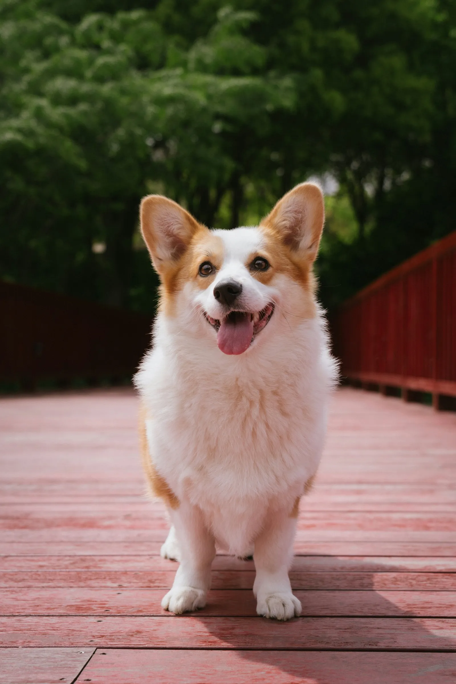 A happy corgi standing on a wooden bridge
